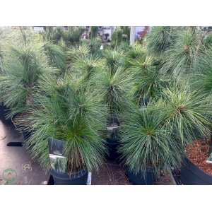 Borovica schwerinova (Pinus schwerinii) ´WIETHORST´ - výška 25-35 cm, kont. C3L